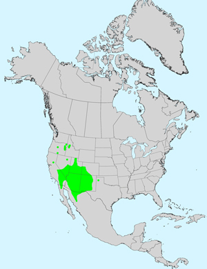 North America species range map for Cirsium neomexicanum: Click on image for full size map.